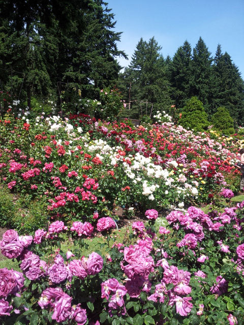 Portland Rose Garden